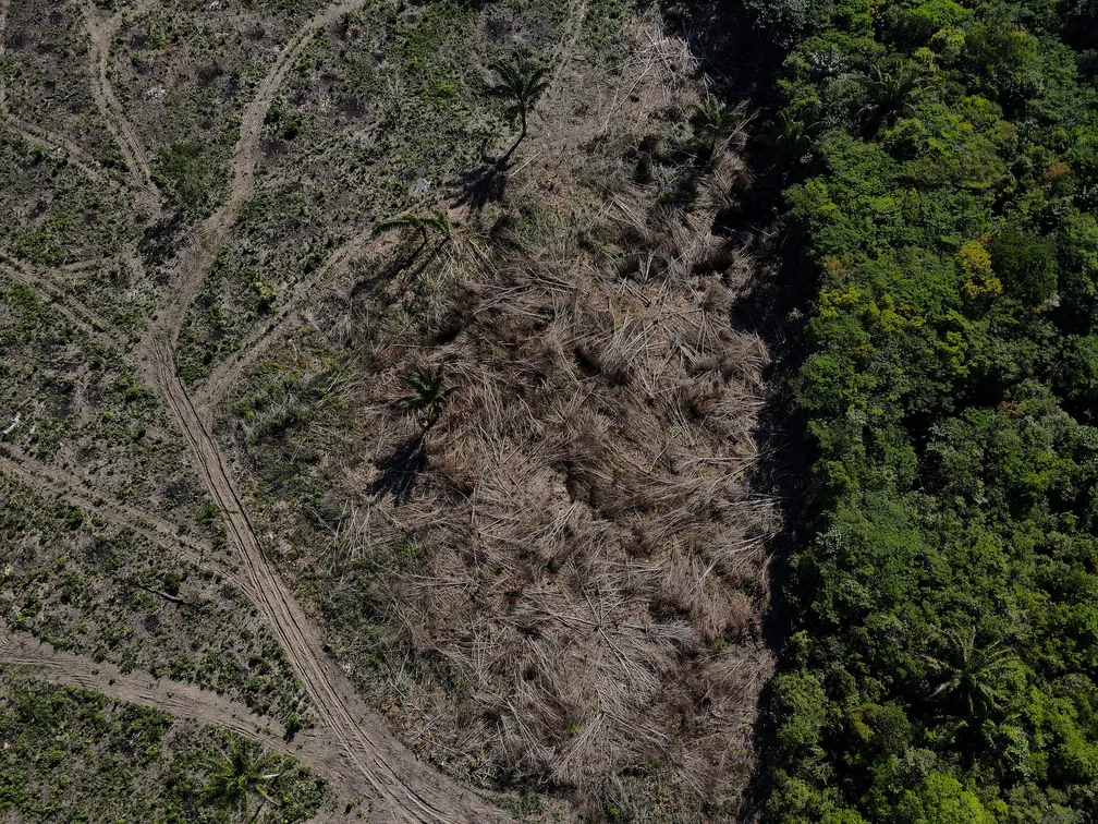 Alertas de desmatamento na Amazônia têm pior outubro da série histórica, aponta Inpe.