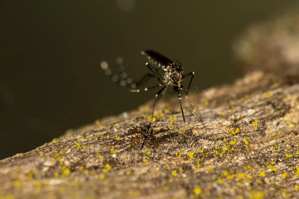 Quinto caso de morte por dengue hemorrágica é registrado na BA